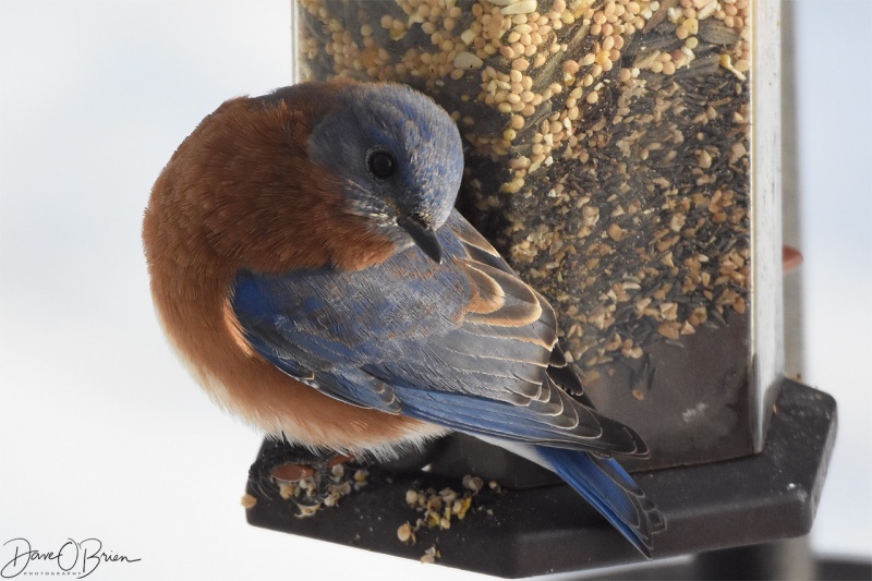 Male Bluebird 12/24/17
Been trying to attract these Bluebirds for 2 years.
