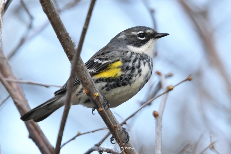 Yellow-rumped Warbler
Pickering Ponds
5/2/2020
