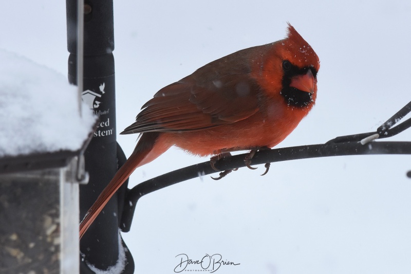 Northern Cardinal 12/25/17
