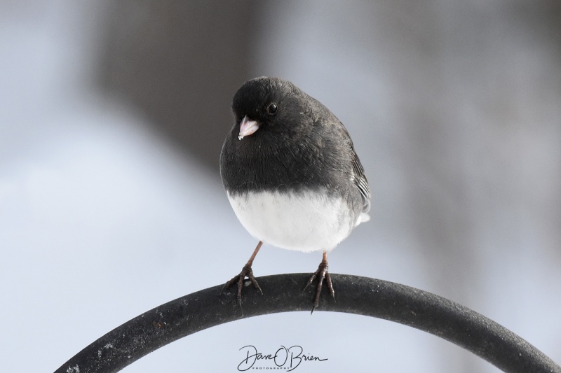 Dark Eye Junco 12/25/17
