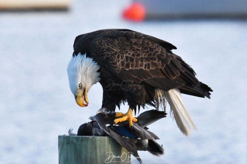 Rye Bald Eagle
1/6/2020 
