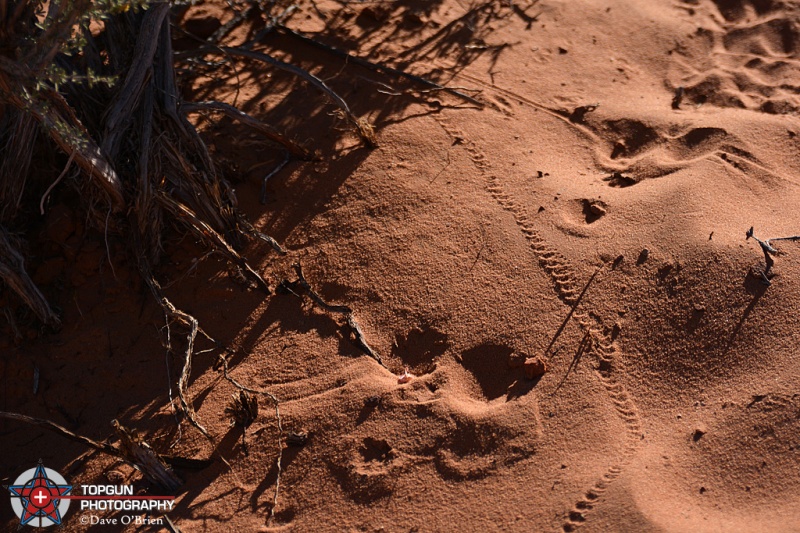 closest sighting of a snake we saw
Page, AZ 4-28-15
