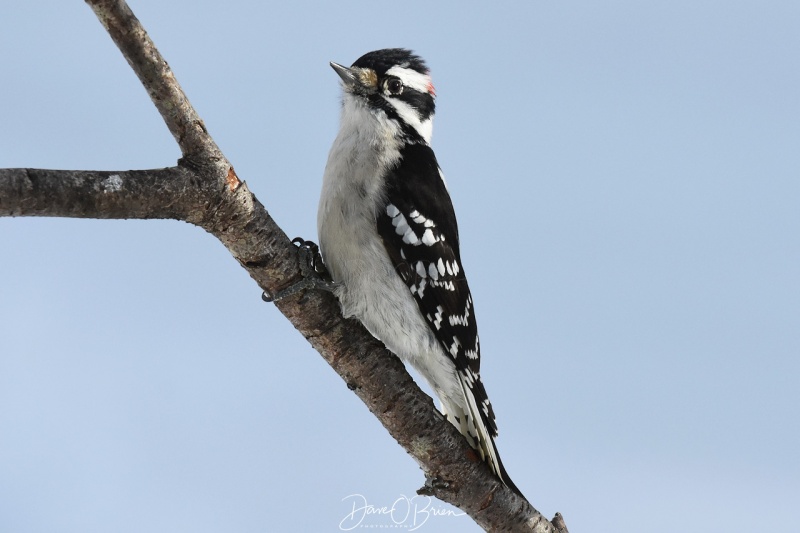Downy Woodpecker 12/25/17
