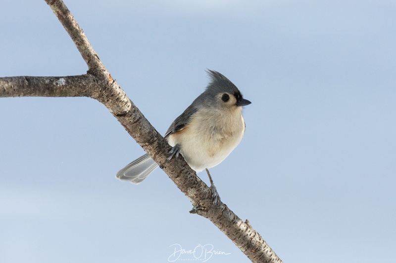 Tufted Titmouse 12/25/17
