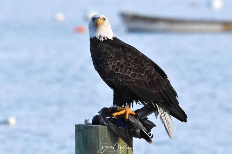 Rye Bald Eagle
1/6/2020 
