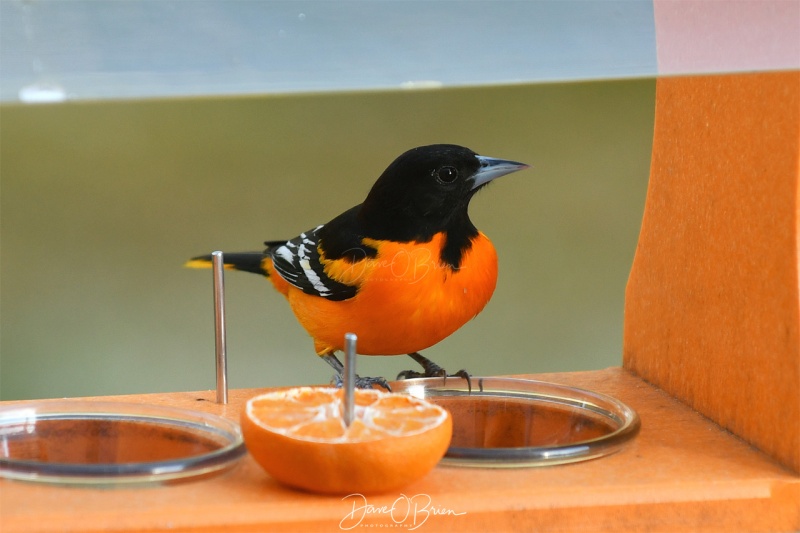 Male Baltimore Oriole
4/29/2020
