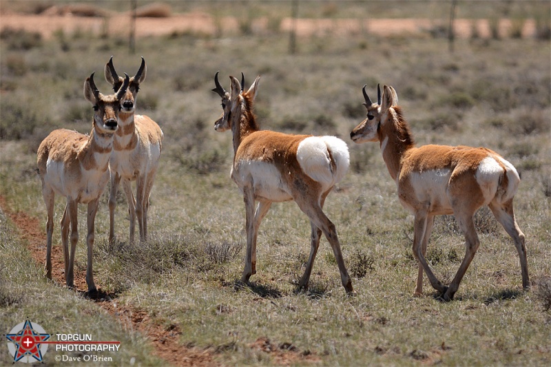 Pronghorn Antelopes as we head to Bryce Canyon
Bryce National Park, UT 4-28-15
