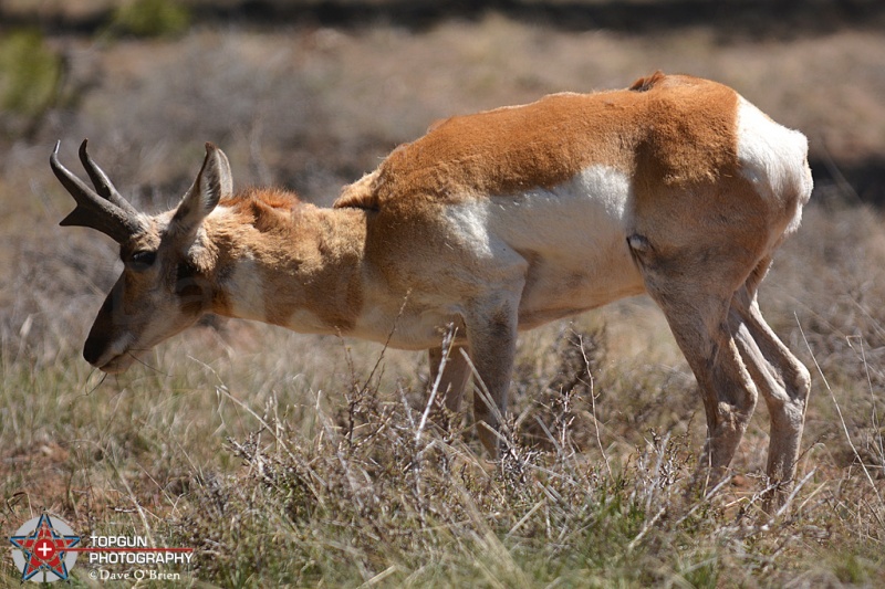Pronghorn Antelopes
Bryce National Park, UT 4-28-15
