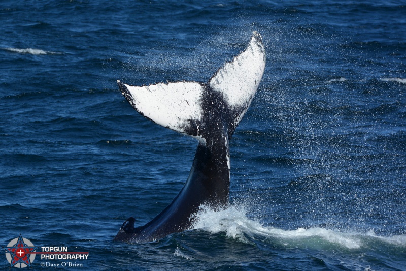 Humpback tail standing
whale watch out Provincetown, MA
