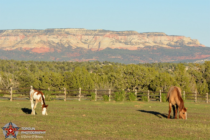 Zion Mountain Ranch
Mt Carmel, UT 4-28-15
