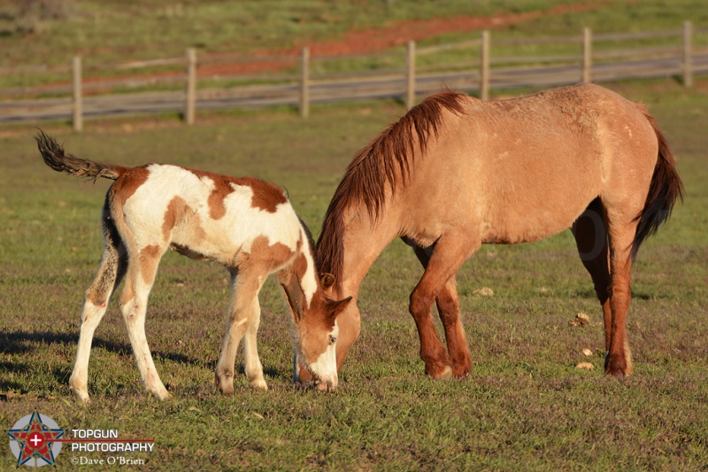 Zion Mountain Ranch
Mt Carmel, UT  4-28-15
