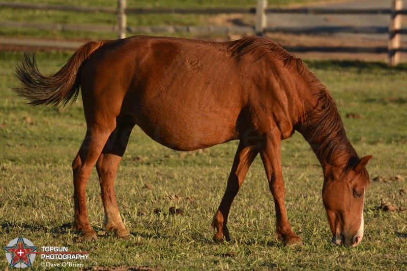 pregnant momma - Zion Mountain Ranch
Mt Carmel, UT  4-28-15
