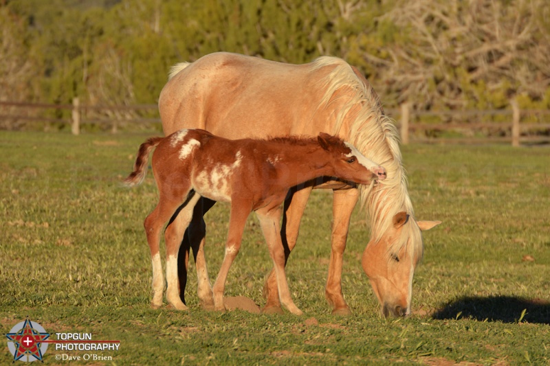 new born and mom
Mt Carmel, UT  4-28-15
