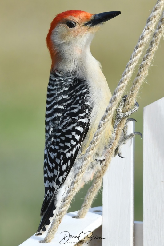Red-bellied Woodpecker
5/4/2020
