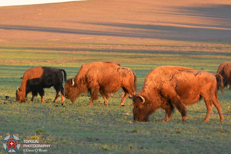 Buffalo roaming
Mt Carmel, UT 4-28-15
