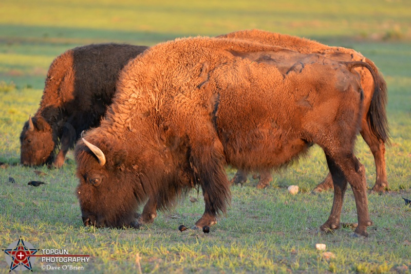 Buffalo roaming
Mt Carmel, UT 4-28-15
