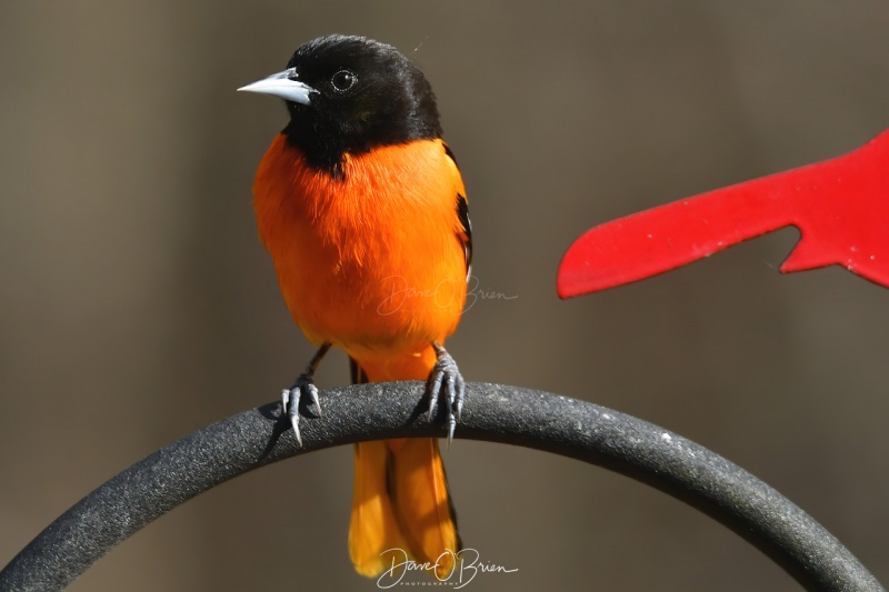 Male Baltimore Oriole 
5/4/2020
