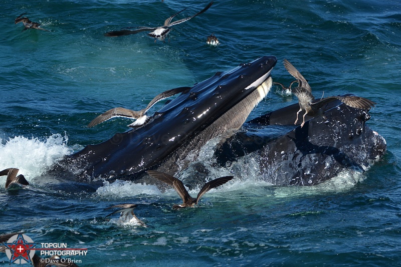 Humpback Feeding on krill
whale watch out Provincetown, MA
