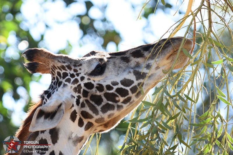 San Diego Zoo
