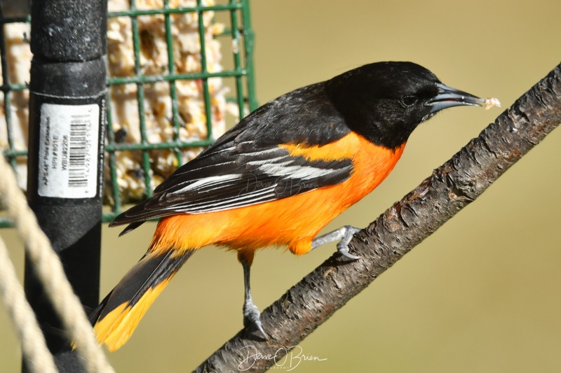 Male Baltimore Oriole 
5/4/2020
