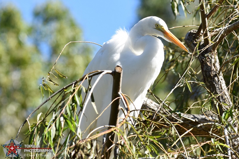 snowy egret at the San Diego Zoo
