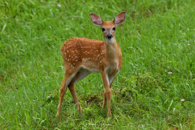 Newington Deer
7/23/21
