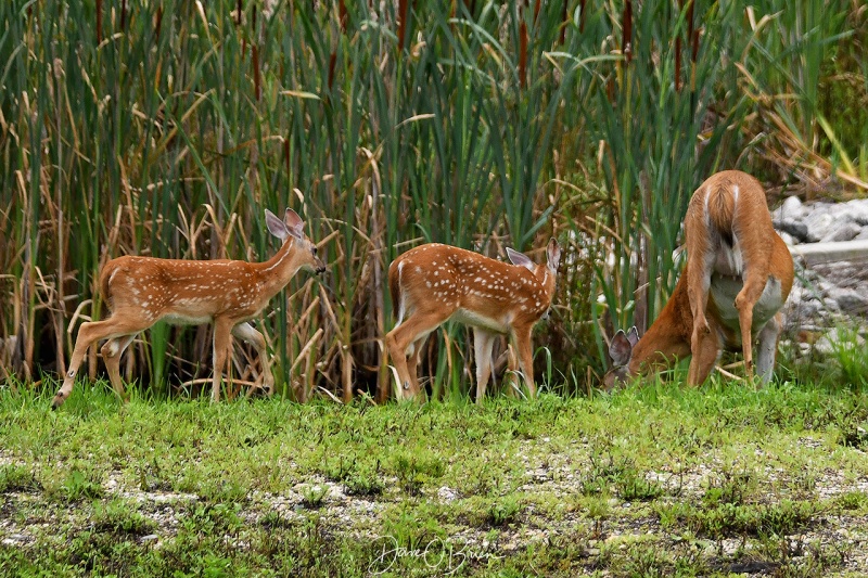 Newington Deer
7/23/21
