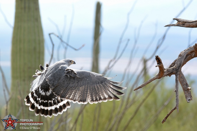 Gray Hawk
