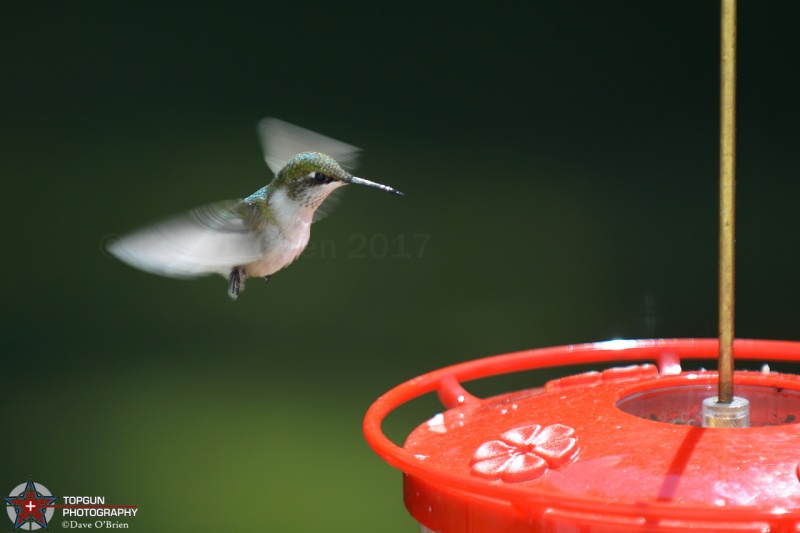 Ruby Throated Hummingbird 9/2/17
