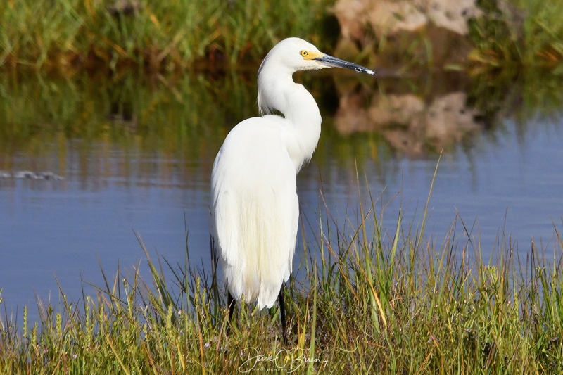 Snowy Egret
Wells Refuge
7/30/21
