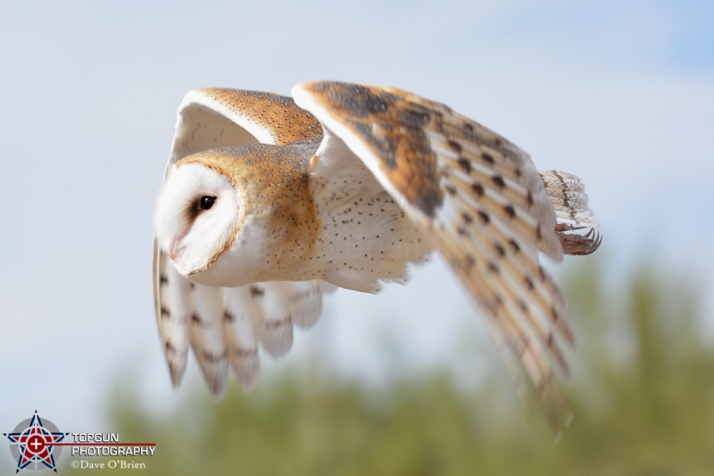 Barn Owl flying
Desert Museum in the Sonora Desert, had a Raptor demo. Here they displayed a Barn Owl flying from one branch to another where they placed little pieces of meat to intice it to fly.
