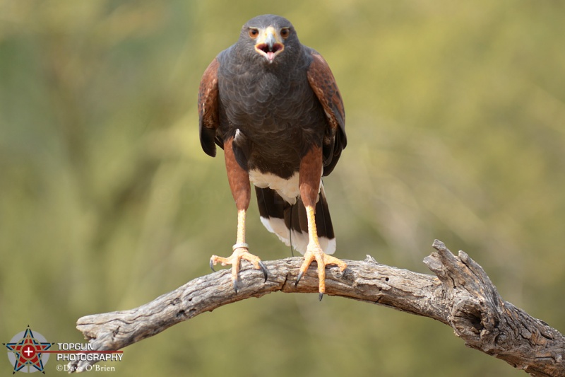 Harris Hawk looking for it's next meal
