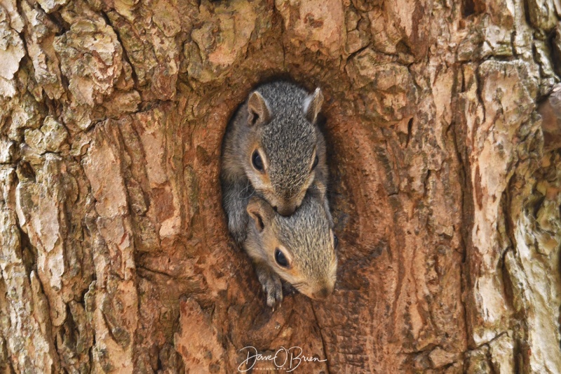 Baby Squirrels 
Adams Point, Durham
5/7/2020
