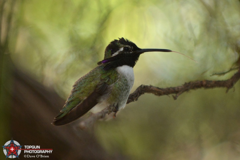 Costa's Humming Bird
