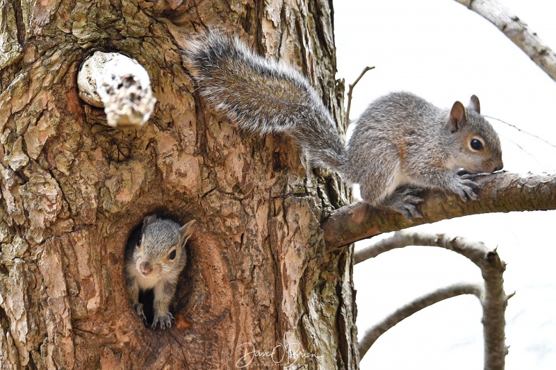 Baby Squirrels 
Adams Point, Durham
5/7/2020
