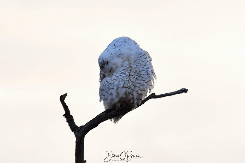 Snowy Owl at Plum Island
1/11/2020
