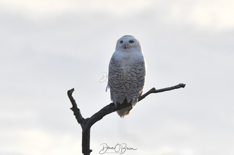 Snowy Owl at Plum Island
1/11/2020
