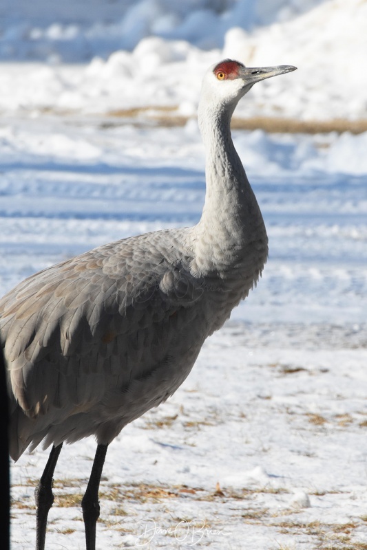 Common Crane, this bird shouldn't be up here, but hasn't flown south for whatever reason. Rollinsford NH 1/19/18
