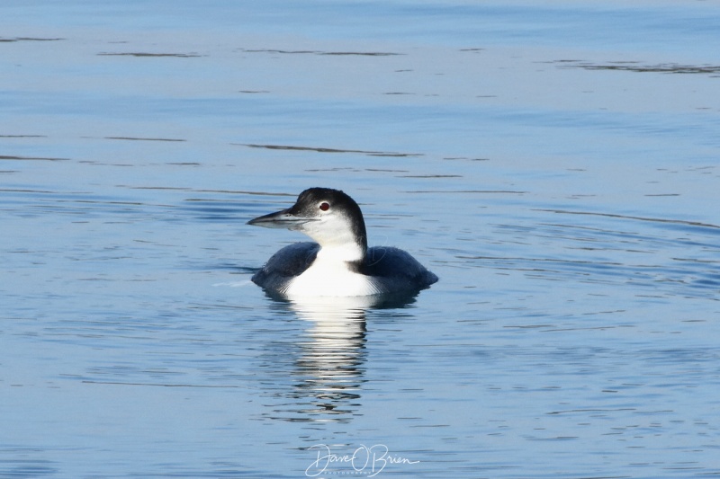 Common Loon Rye Harbor 1/19/18
