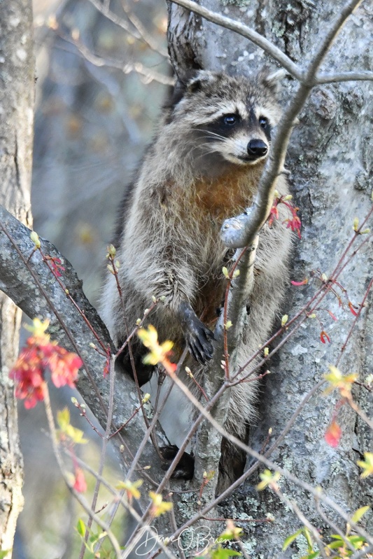 Raccoon
Pease
5/11/2020
