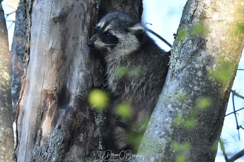 Raccoon
Pease 
5/11/2020
