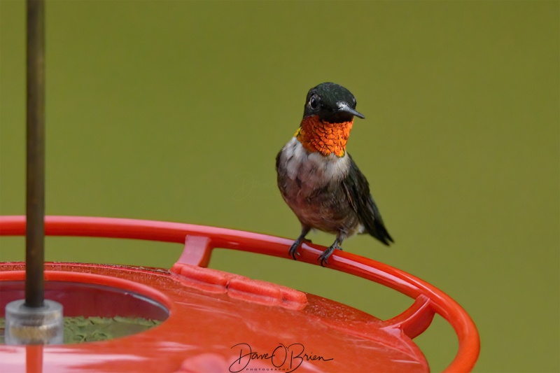 Male ruby throated hummingbird 
8/21
