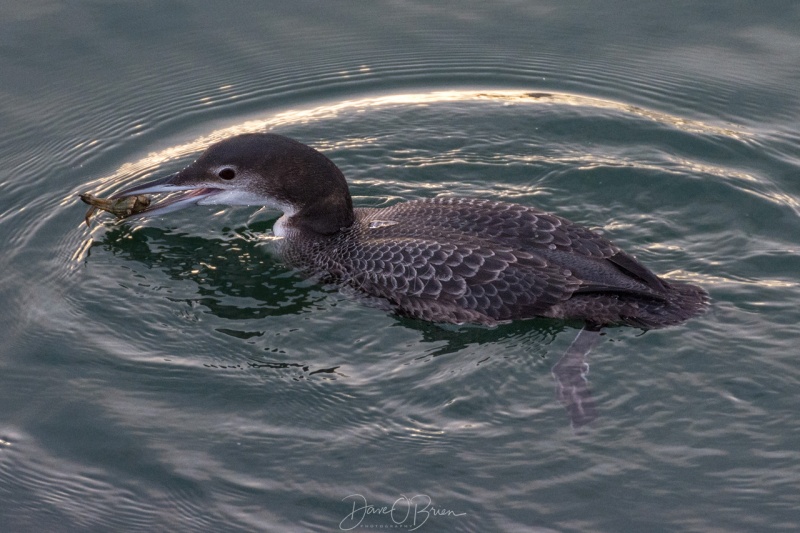 Common Loon feeding 1/21/18
