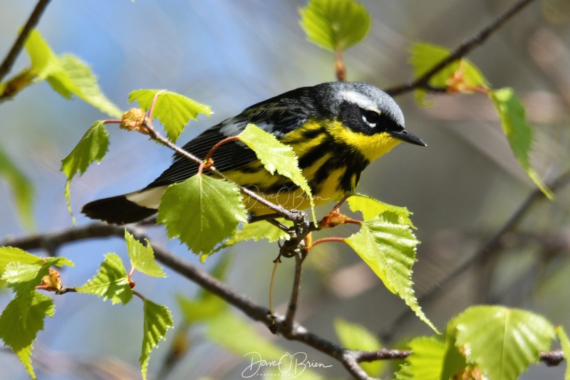 Male Magnolia Warbler
Great Bay Wildlife Refuge
5/11/2020
