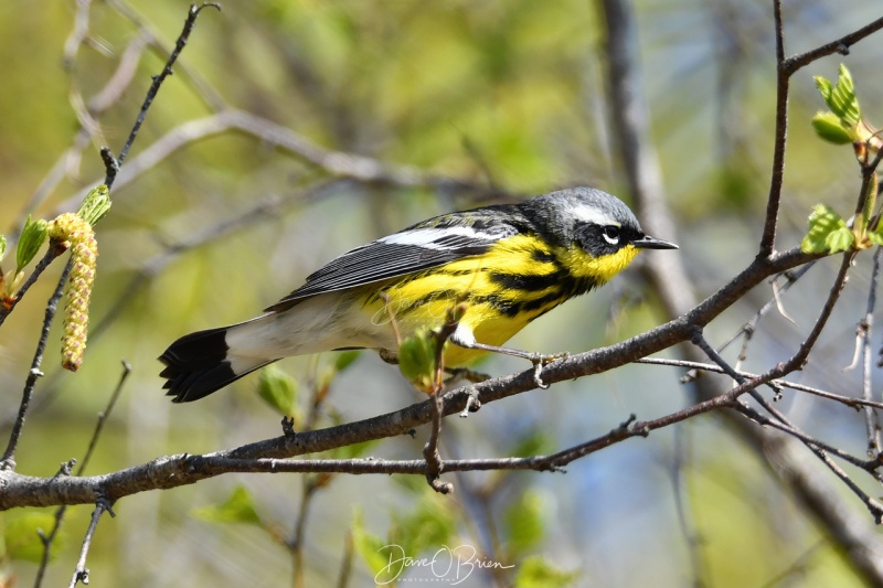 Male Magnolia Warbler
Great Bay Wildlife Refuge
5/11/2020
