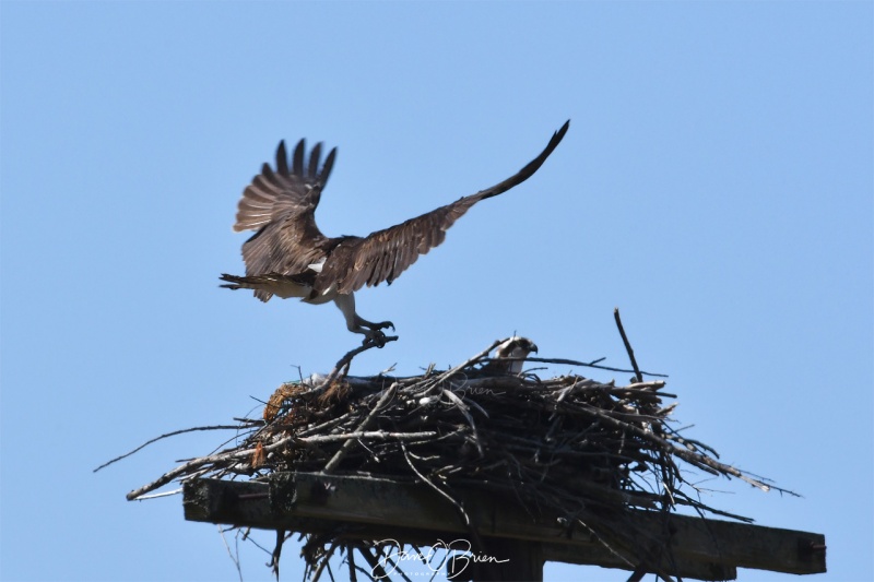 Osprey
5/11/2020
