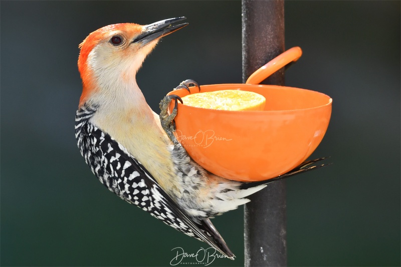 Red-bellied woodpecker enjoying an orange for the orioles
5/12/2020
