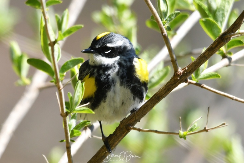 Yellow-rumped Warbler
Northwood Park
5/12/2020
