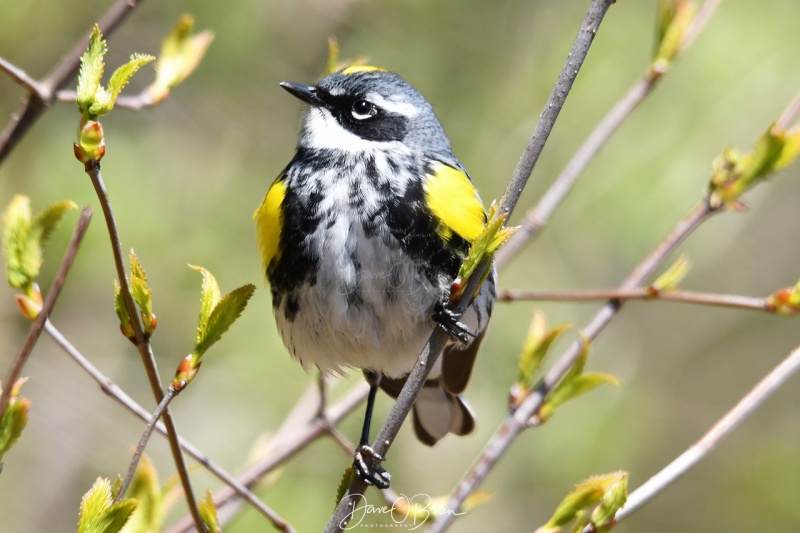 Yellow-rumped Warbler
Northwood Park
5/12/2020
