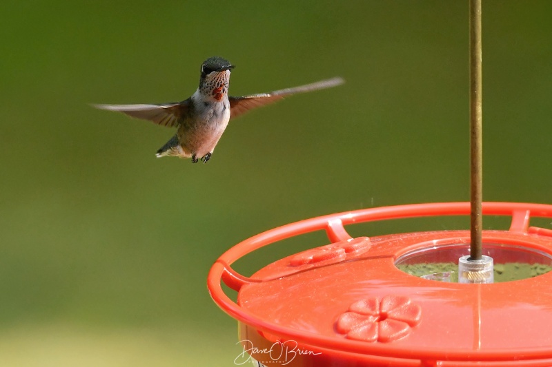 ruby throated hummingbird 
8/21
